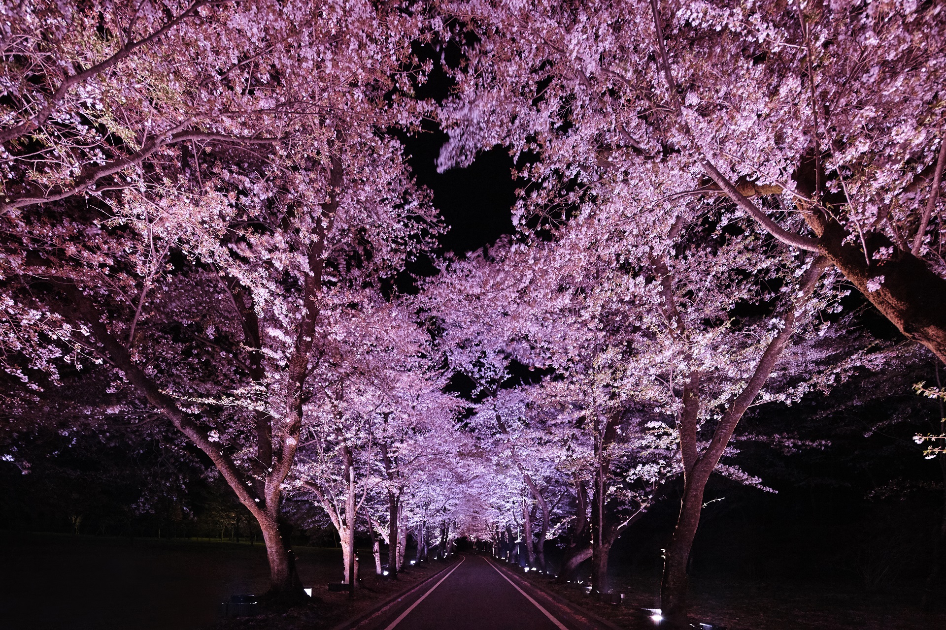 maebashi_sakura_002.jpg