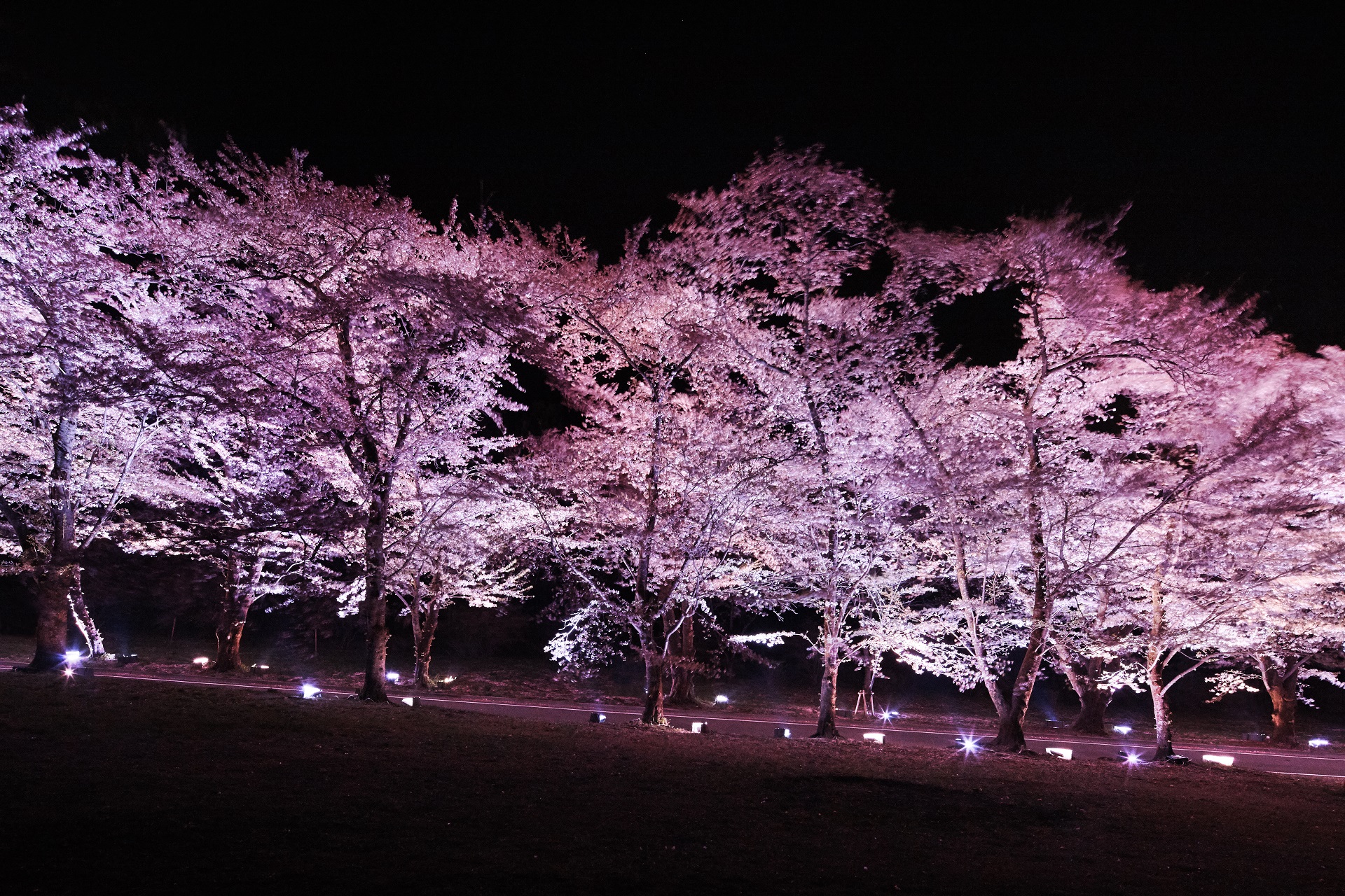 maebashi_sakura_010.jpg