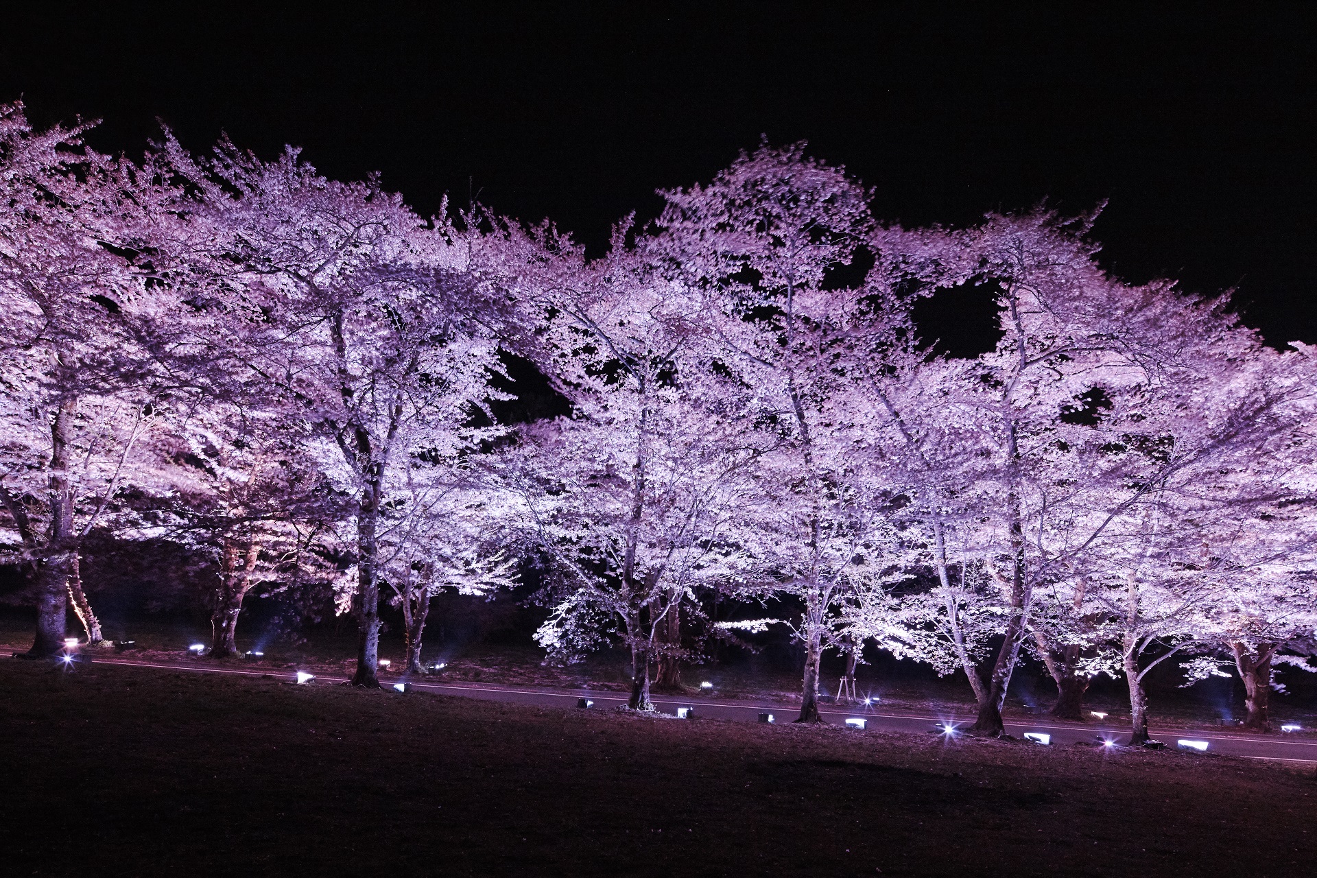 maebashi_sakura_011.jpg