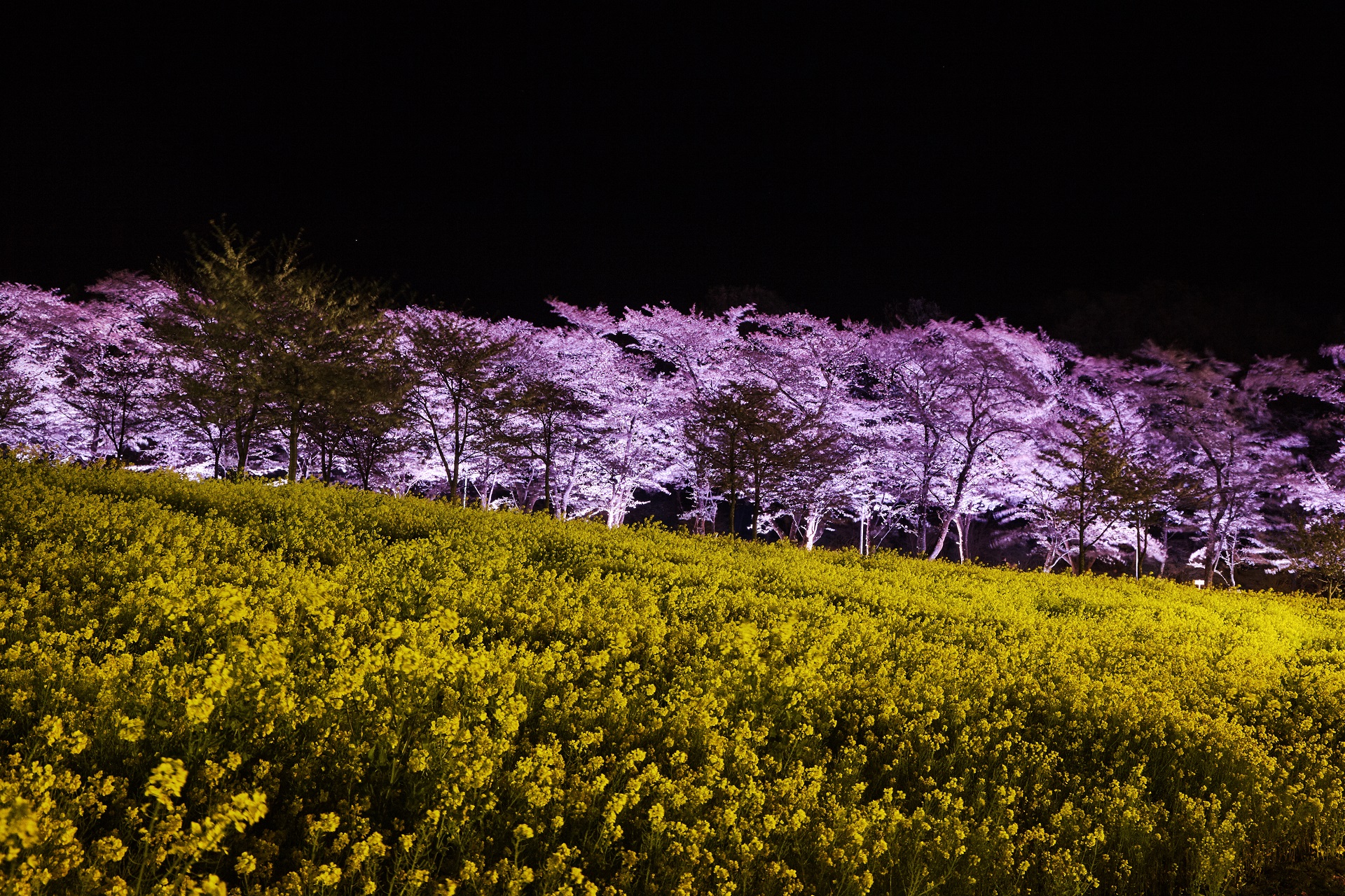 maebashi_sakura_012.jpg