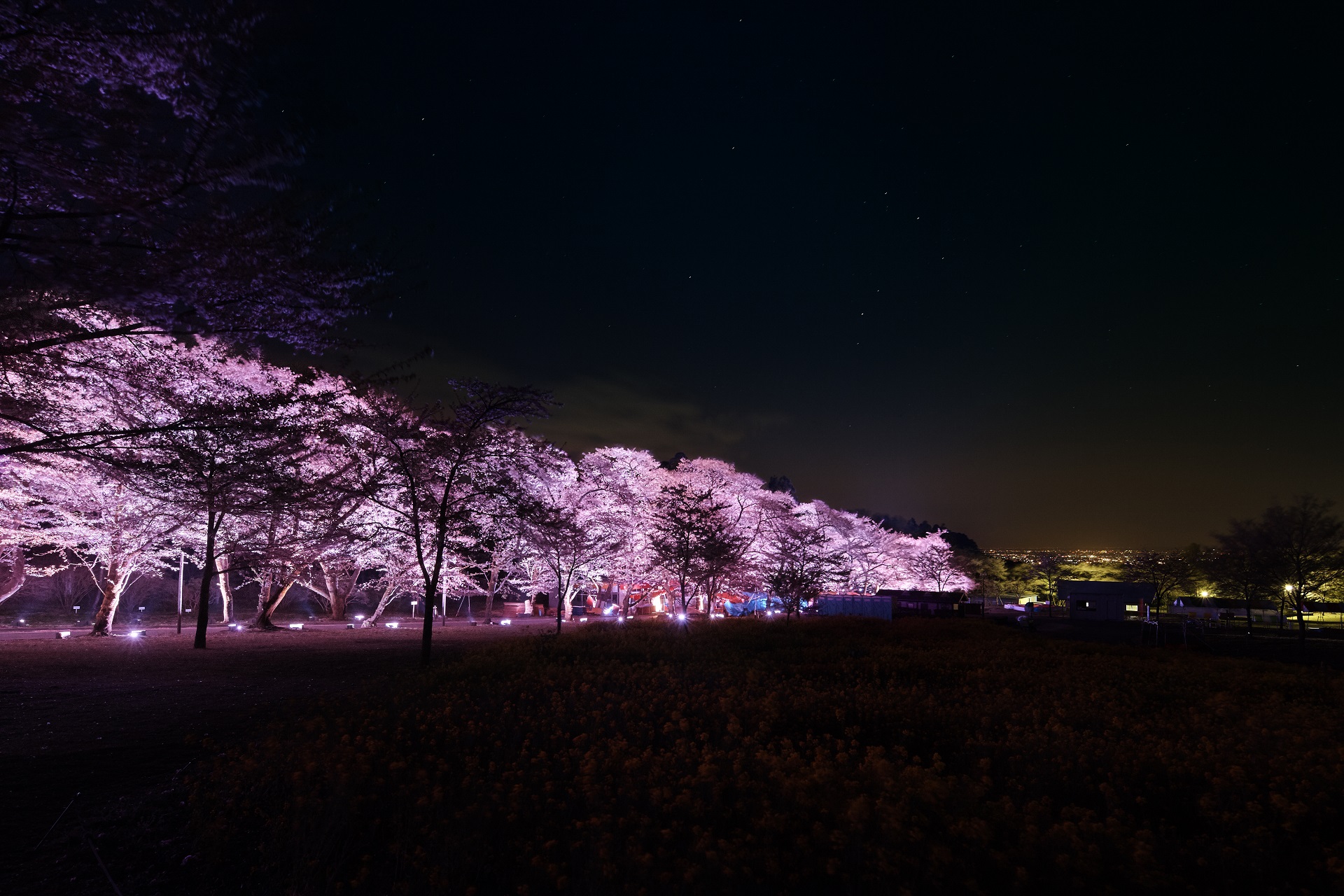 maebashi_sakura_014.jpg