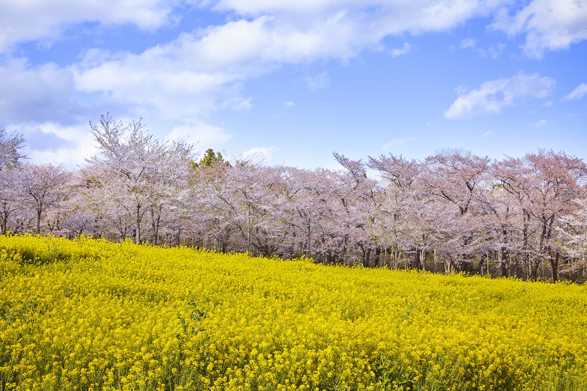 maebashi_sakura_016.jpg